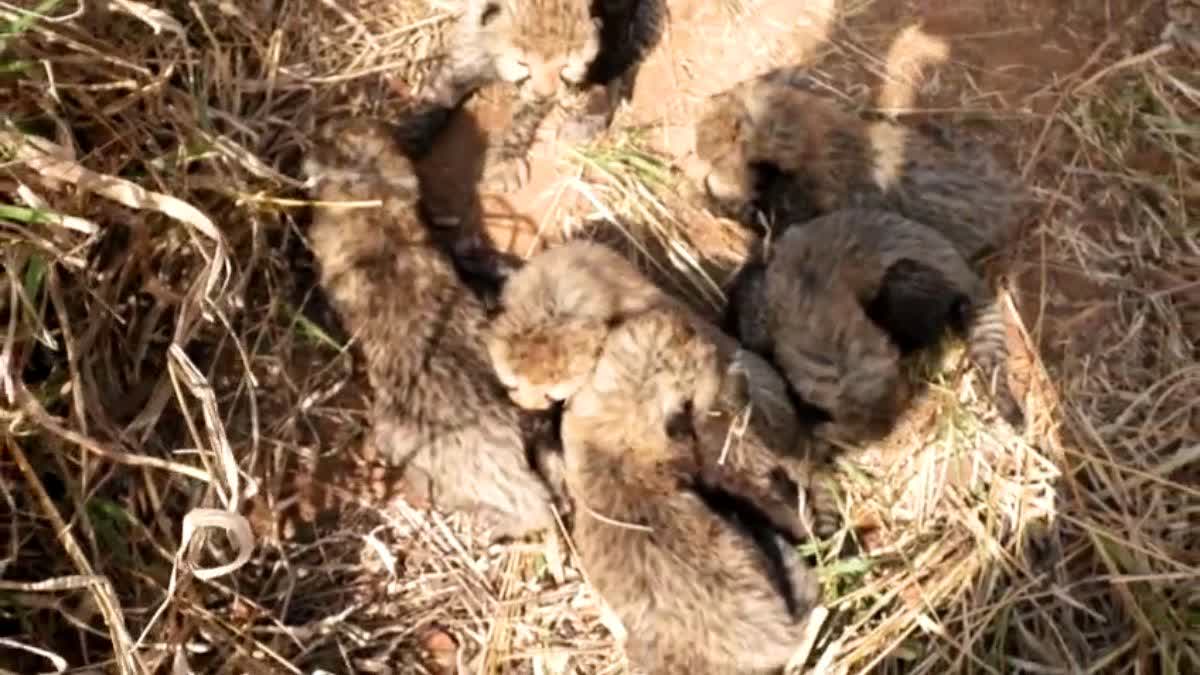 CUB CHEETAH DEATH IN KUNO