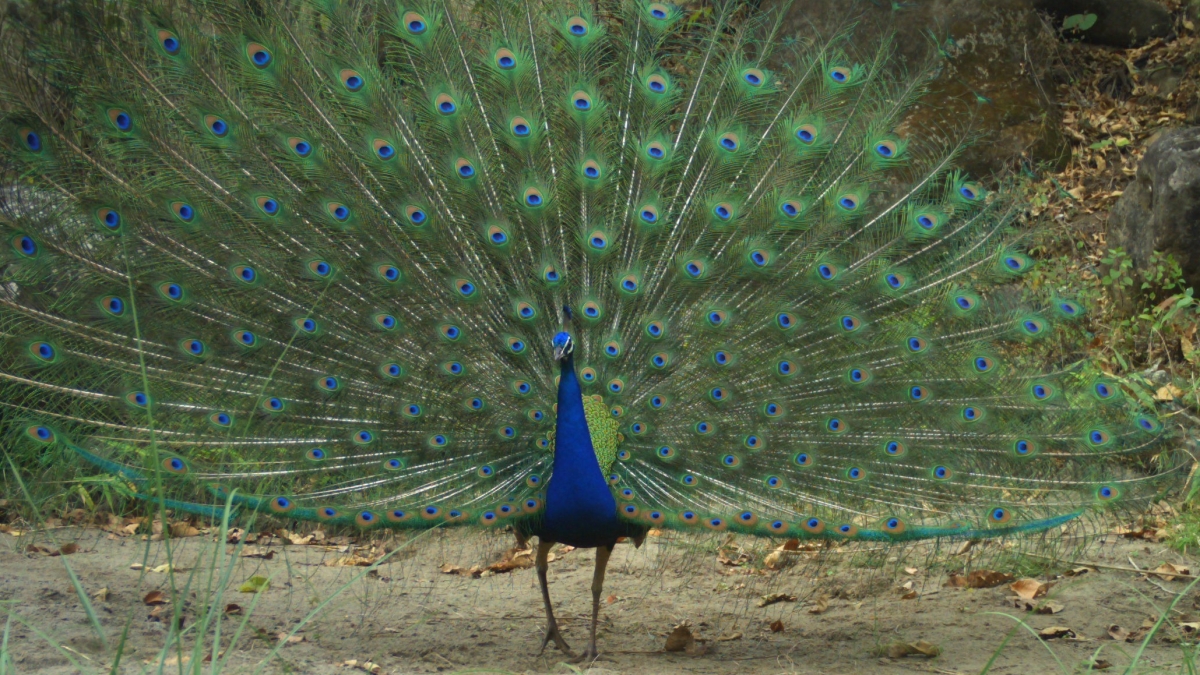 TIGER RESERVE  UTTARAKHAND FAMOUS PARK  WILDLIFE PARADISE OF INDIA  TREKKING