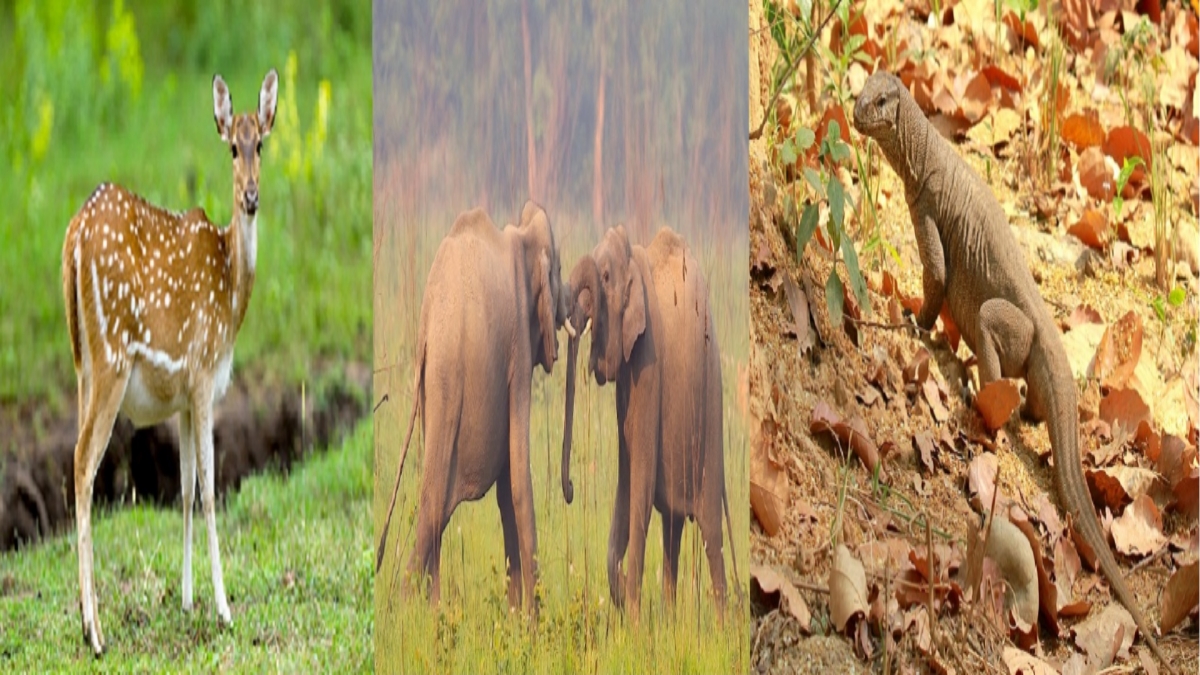 TIGER RESERVE UTTARAKHAND FAMOUS PARK WILDLIFE PARADISE OF INDIA TREKKING