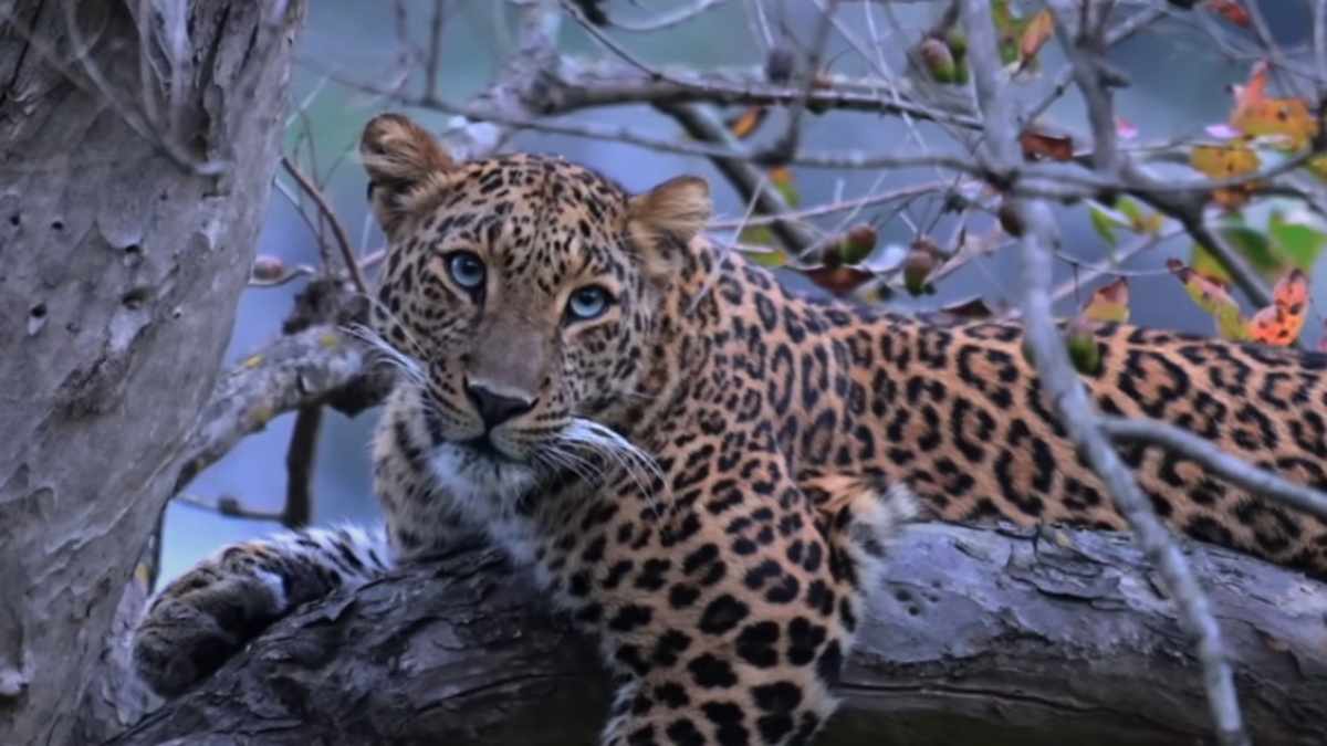 TIGER RESERVE UTTARAKHAND FAMOUS PARK WILDLIFE PARADISE OF INDIA TREKKING