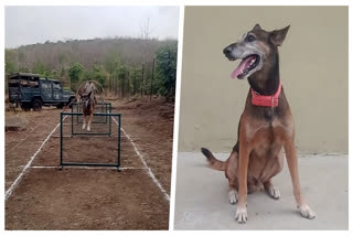 Galileo, The Dog Guardian Of Madhya Pradesh's Nauradehi Tiger Reserve, Who Has Jailed 91 Poachers