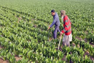 Farmers shared key measures to deal with climate change challenges