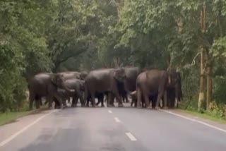 Flood in Kaziranga National Park