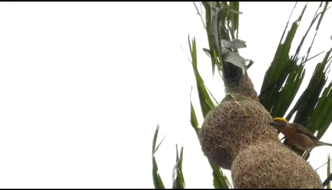 Weaver birds in Dergaon