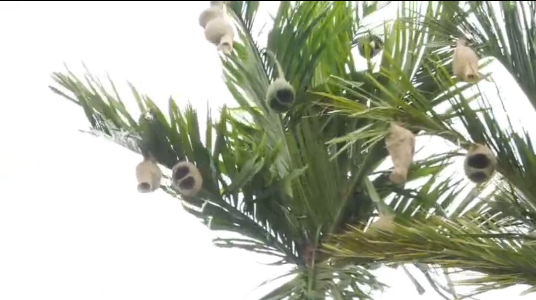 Weaver birds in Dergaon
