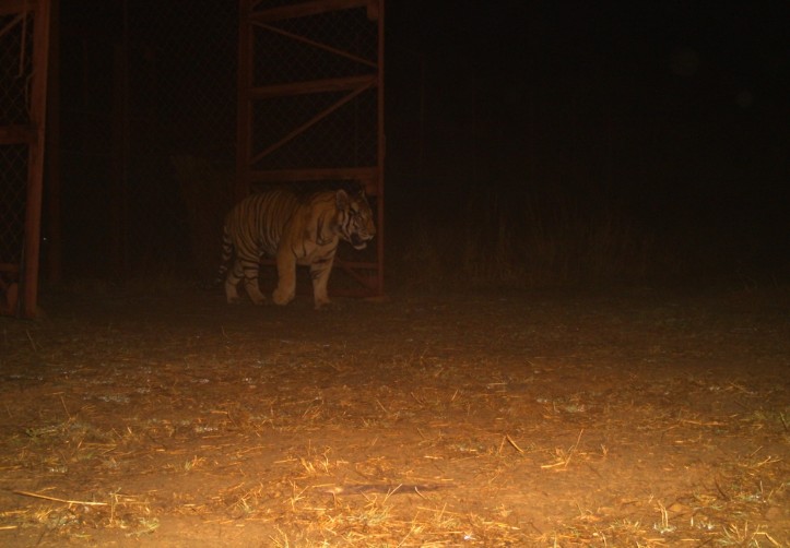 Panna Tiger Reserve Tiger