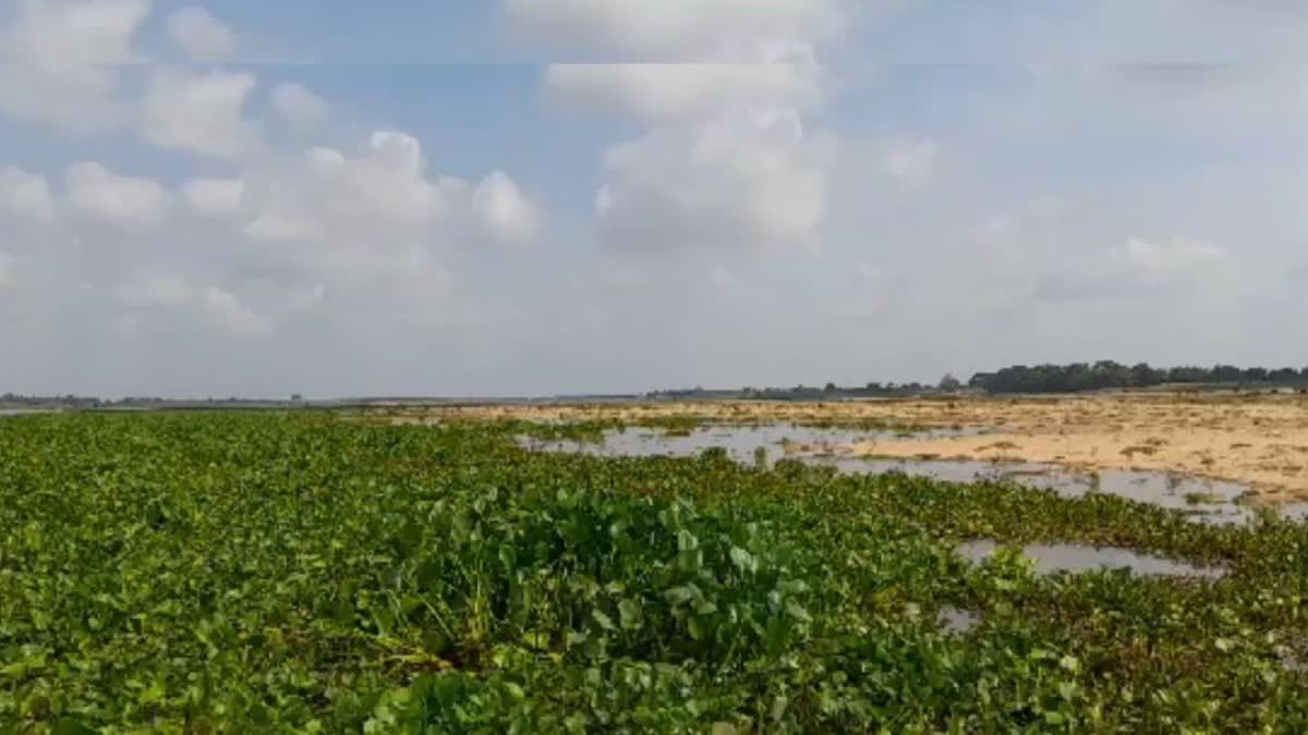 unknown deadbody floating in devi river