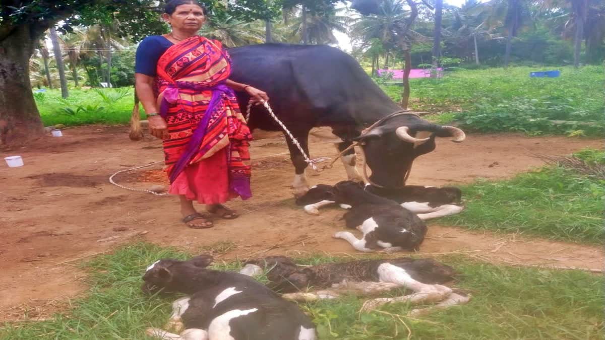 ನಾಲ್ಕು ಕರುಗಳಿಗೆ ಜನ್ಮ ನೀಡಿದ ಹಸು