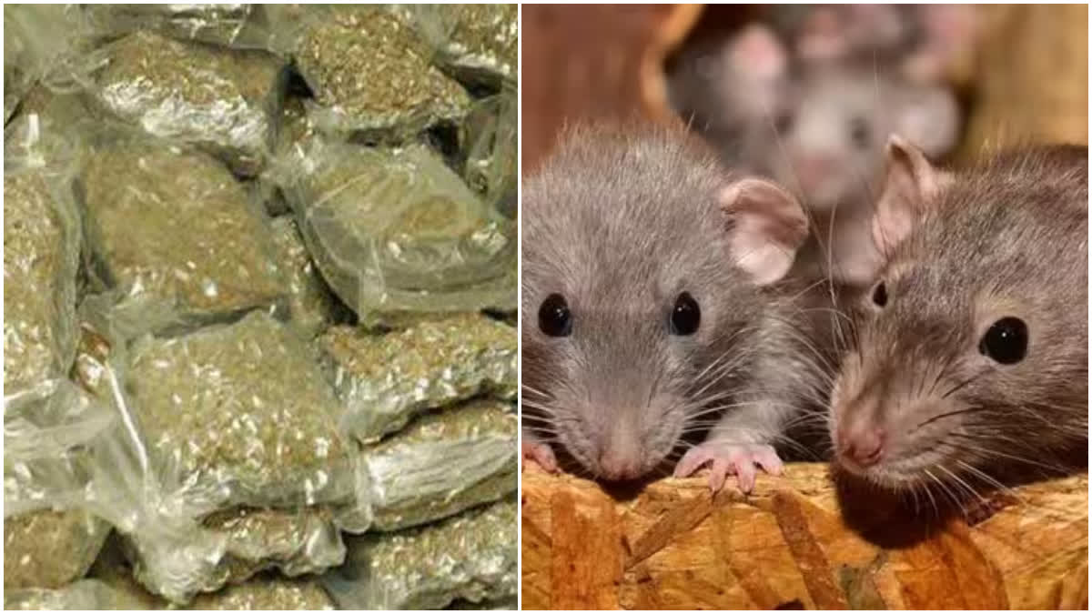 Ganja rats