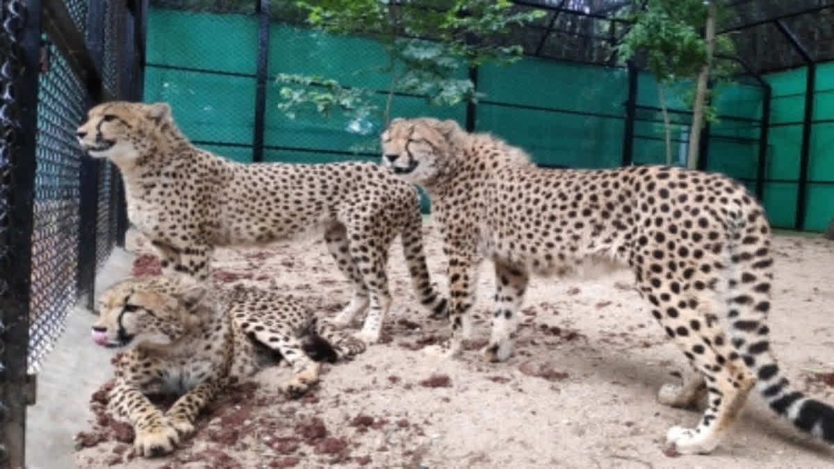 An orientation session was convened for creating awareness about Cheetahs in Madhya Pradesh's Gwalior on Monday. The wildlife experts and top-ranking forest officials from the neighbouring states such as Rajasthan and Uttar Pradesh were present at the meeting.