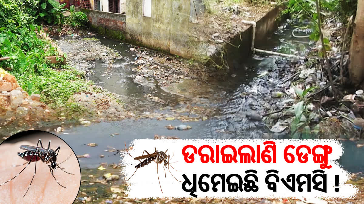 dengue cases in bhubaneswar
