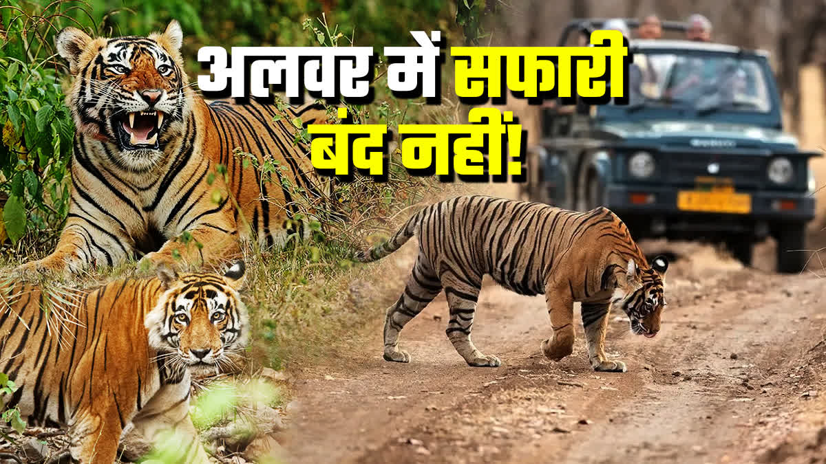 Tourists Can Enjoy tiger Safari in Alwar