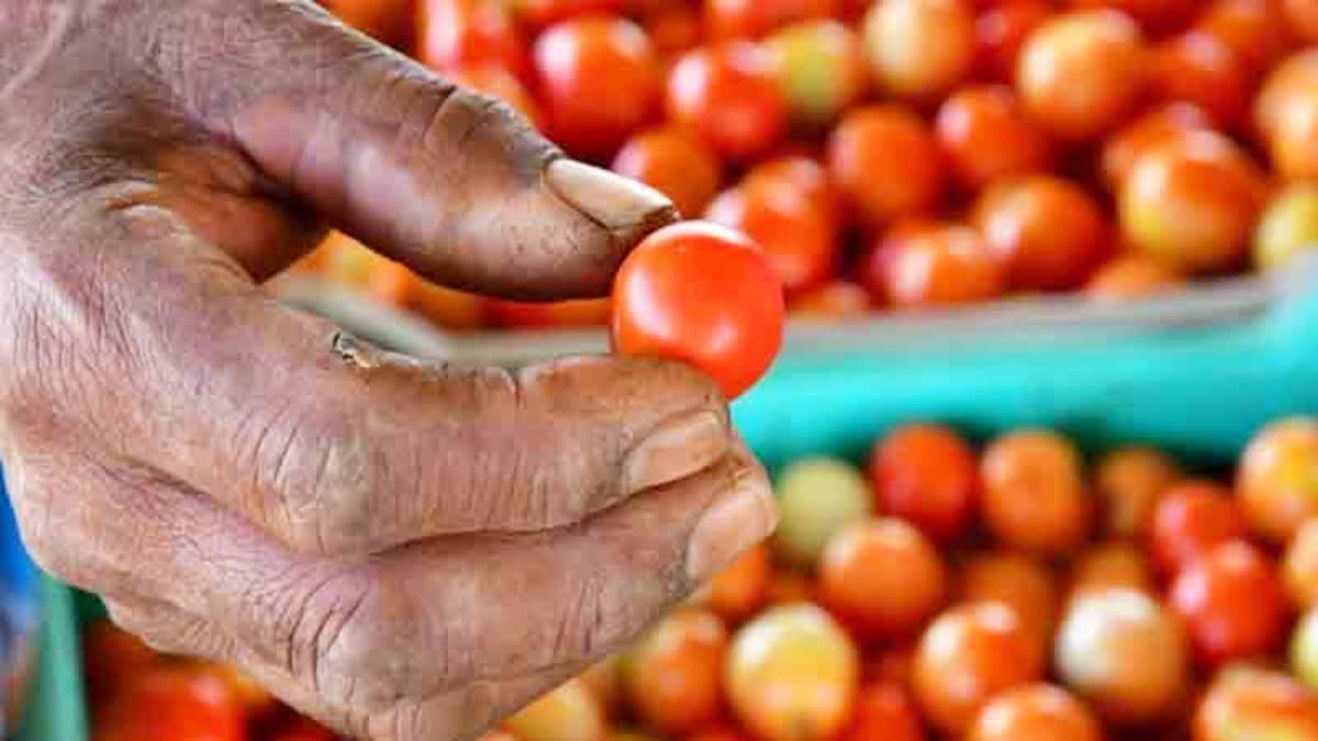 Selling tomatoes in 82 ration shops in Chennai started  Selling Tomatoes in Ration Shops  Chennai started  Tomato selling  തമിഴ്‌നാടിന് ആശ്വാസം  ഒരു കിലോ തക്കാളിയ്‌ക്ക് 60 രൂപ  റേഷന്‍ കടകളില്‍ വിതരണം ആരംഭിച്ചു  റേഷന്‍ കടകളില്‍ തക്കാളി വിതരണം ആരംഭിച്ചു