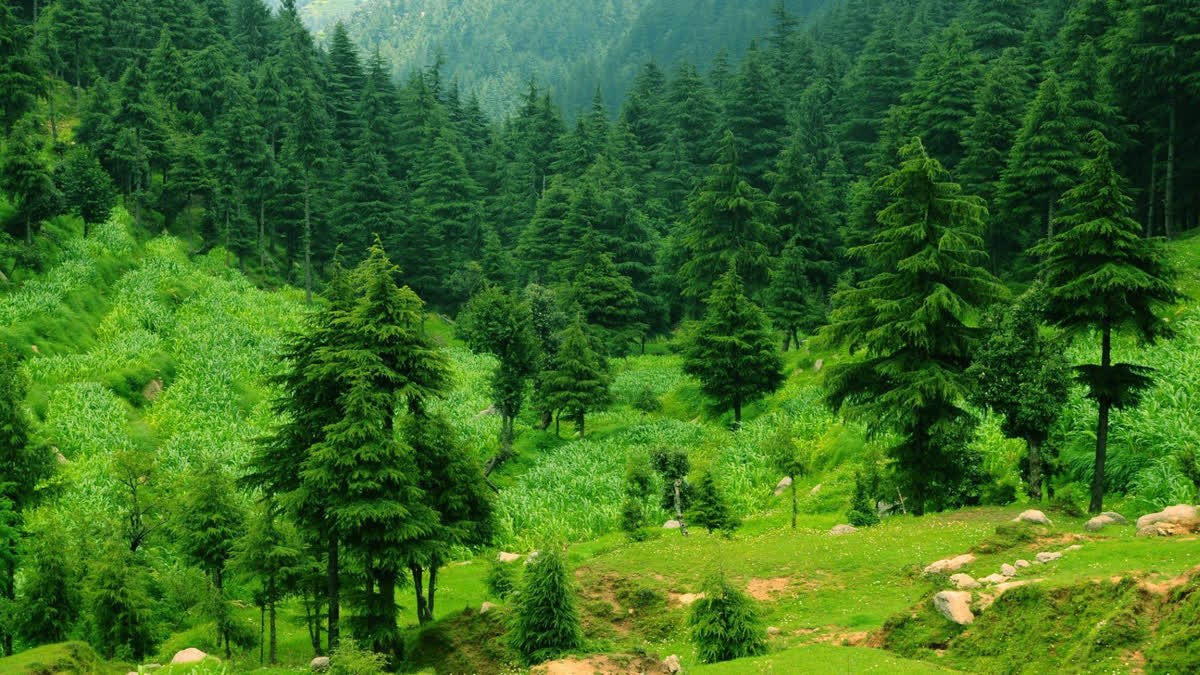 plantation in himachal