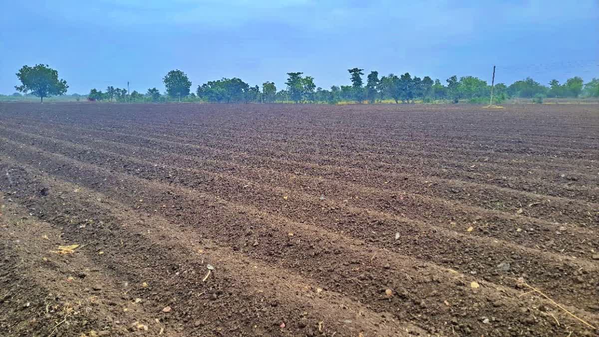 Rain In Vidarbha