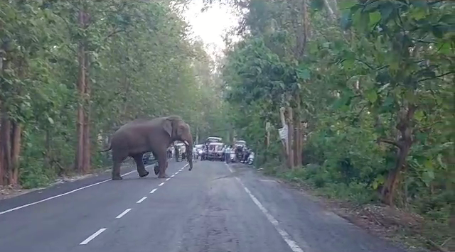 People Taking Elephant Video