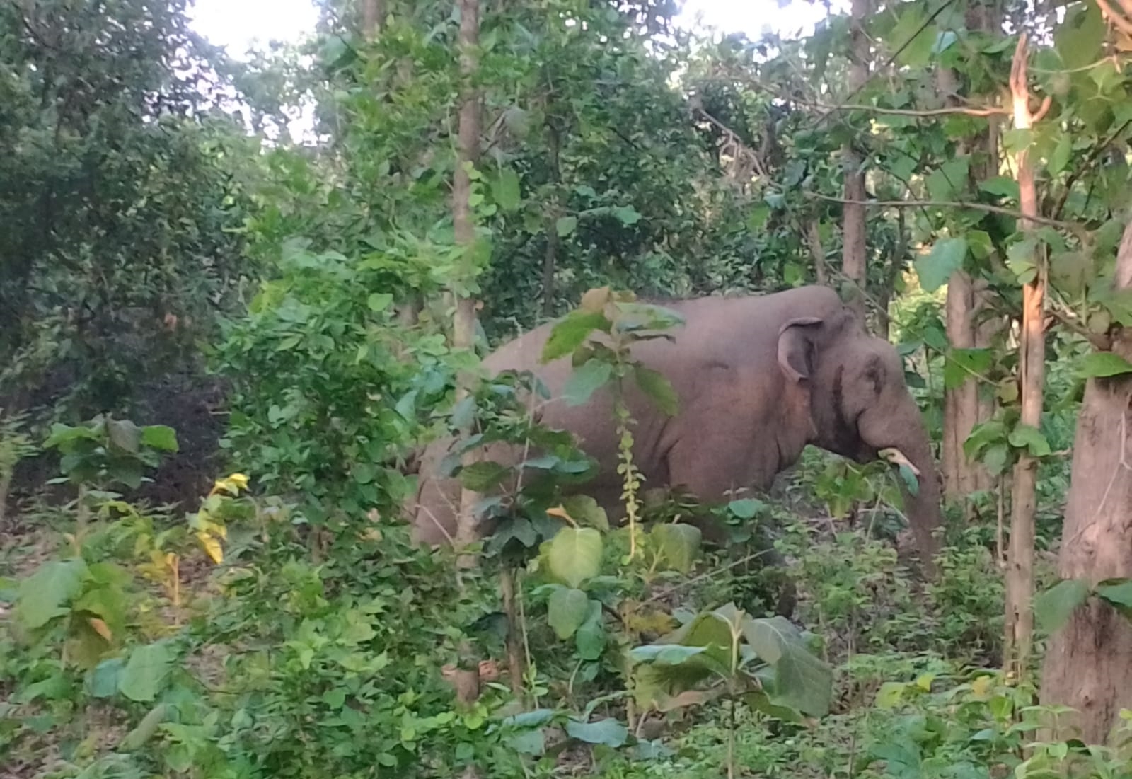 People Taking Elephant Video