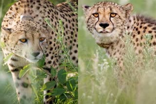 cheetah project MP Forest officials meeting