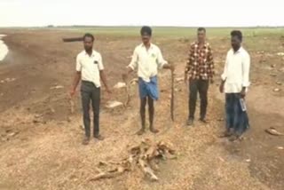 Krishna river dried up fish died