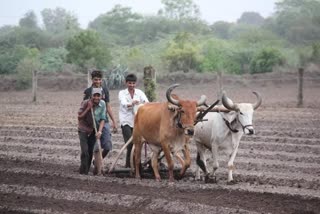 Gujarat Agriculture: જુનાગઢ-ગીર સોમનાથ જિલ્લામાં ચોમાસું પાકોનું થયું વાવેતર