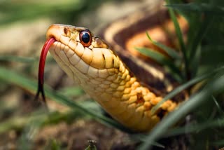 Snake Bite In Surajpur