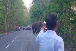 People Taking Elephant Video