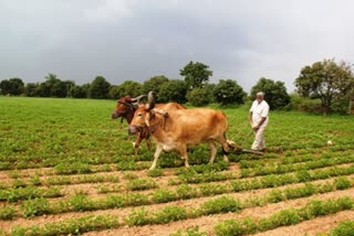 Kharif Crop Update : આનંદો...ચાલુ વર્ષે ખરીફ પાકના વાવેતરમાં અધધ વધારો