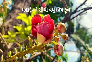 Shravan Month 2023 : ભારતમાં બહુ ઓછી જગ્યાએ જોવા મળતા શ્રાવણ માસમાં આ ફુલની શોધમાં ભટકતા હોય શિવભક્તો