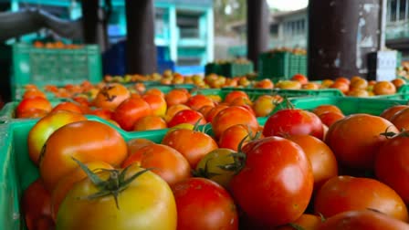 Tomato Price : ટામેટા થઈ રહ્યા છે રાતાચોળ, સોલન શાકમાર્કેટમાં ઐતિહાસિક ભાવ 2,555 ક્રેટ દીઠ