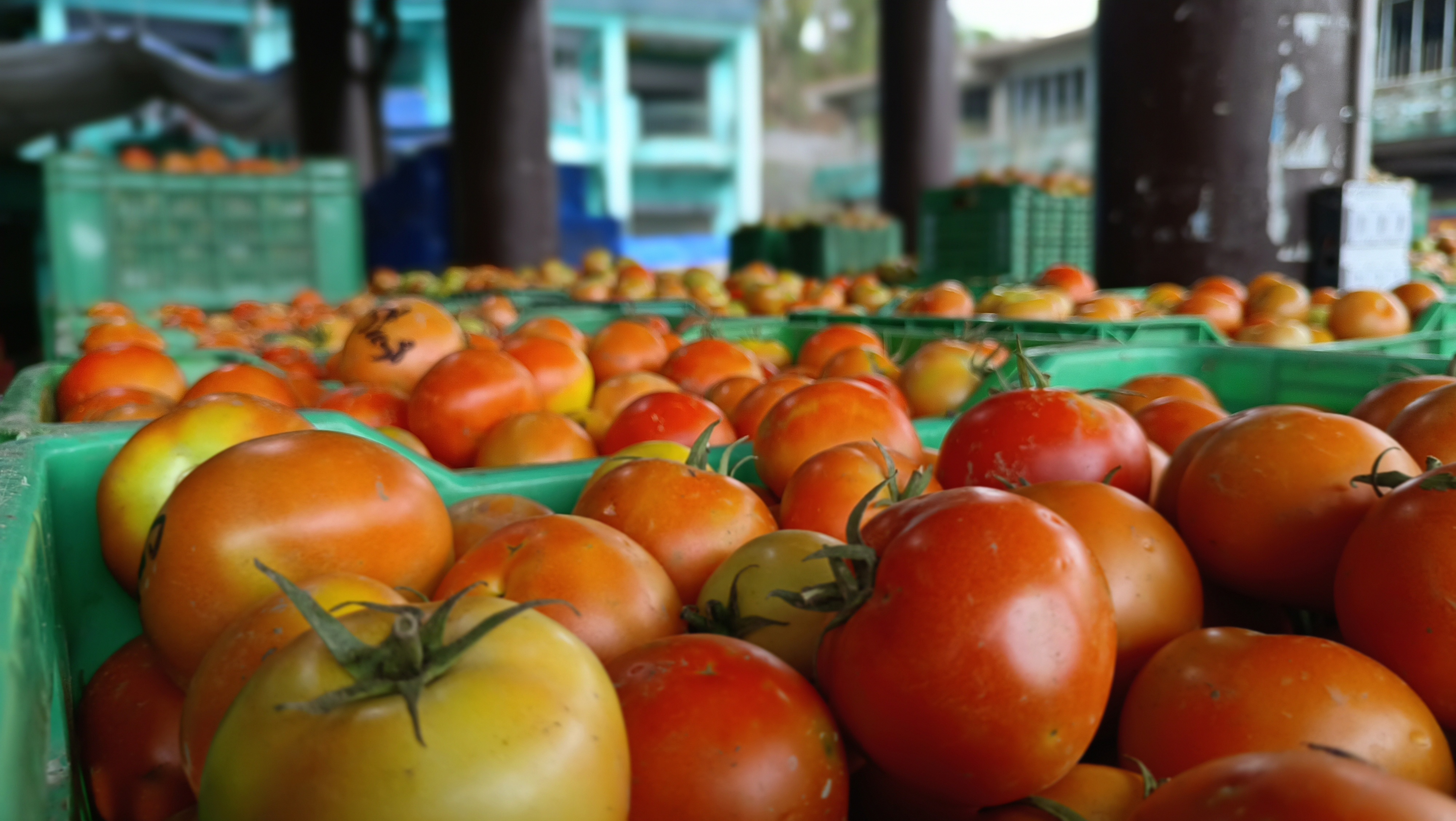 Tomato Price Hike