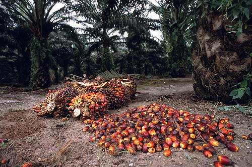 Palm Oil Unit in Koraput