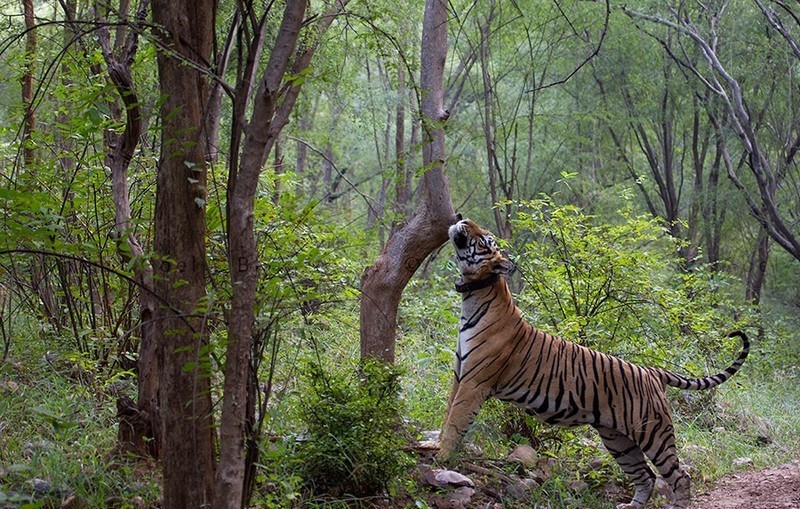 Tourists Can Enjoy tiger Safari in Alwar