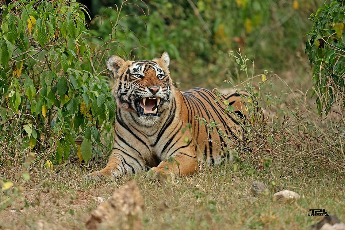 Tourists Can Enjoy tiger Safari in Alwar