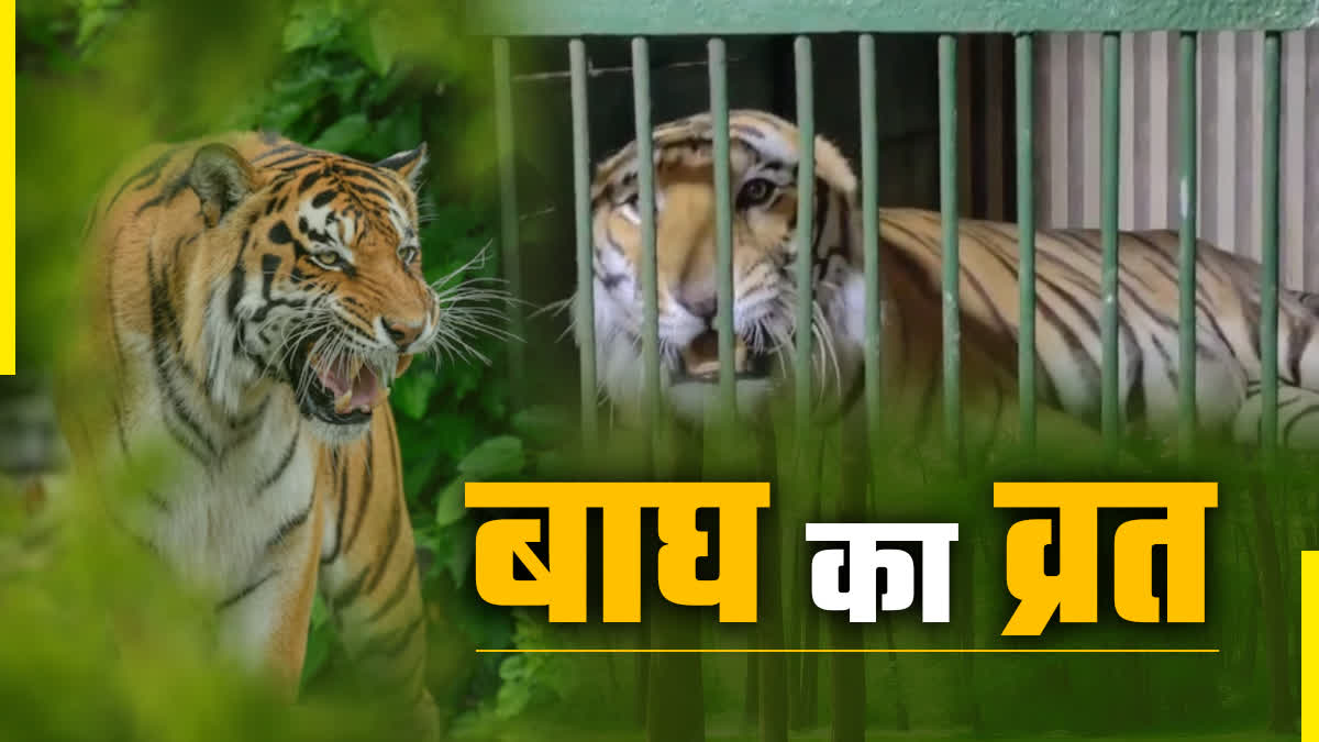 tiger keeps fast one day in week zoo diet photo video india uttar pradesh tiger reserve in India kanpur detail in hindi