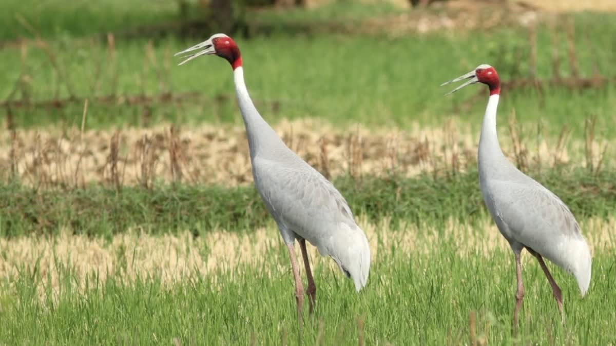 Balaghat census of crane