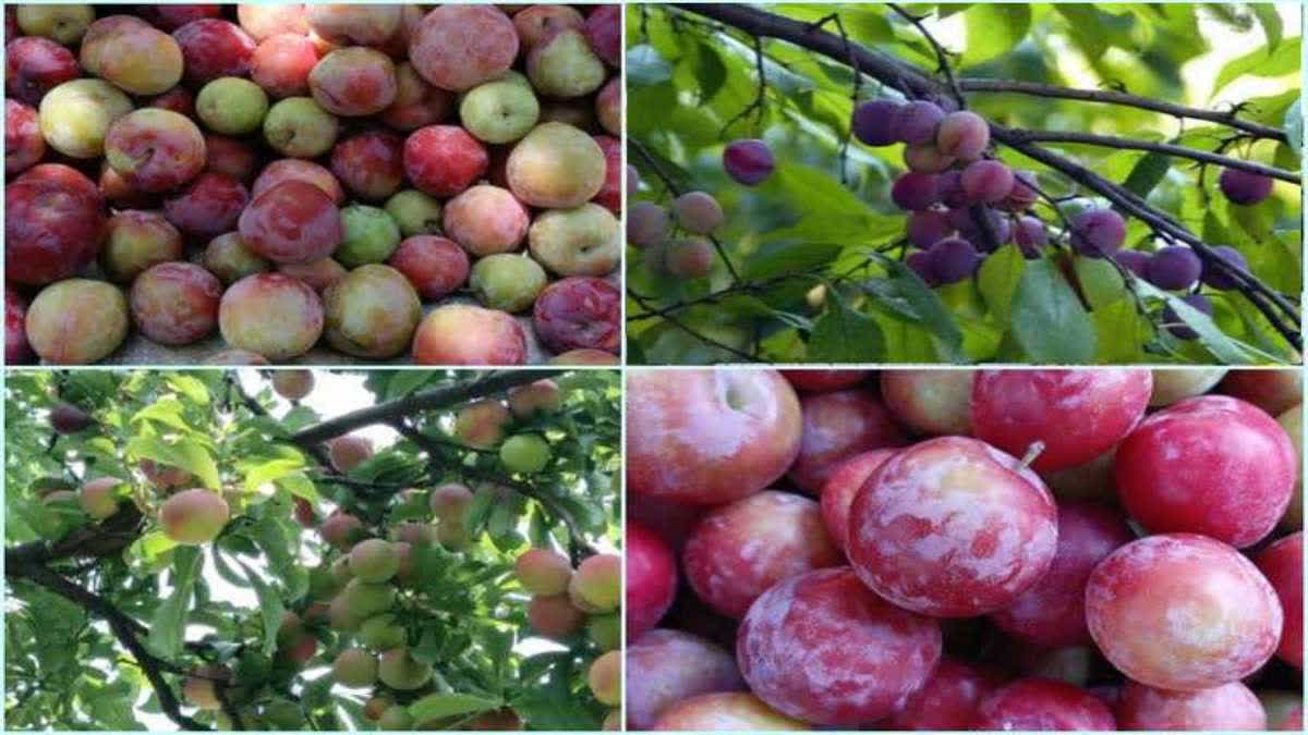 برسات کے موسم میں بیماریوں سے بچنے کے لیے سب سے اچھا پھل