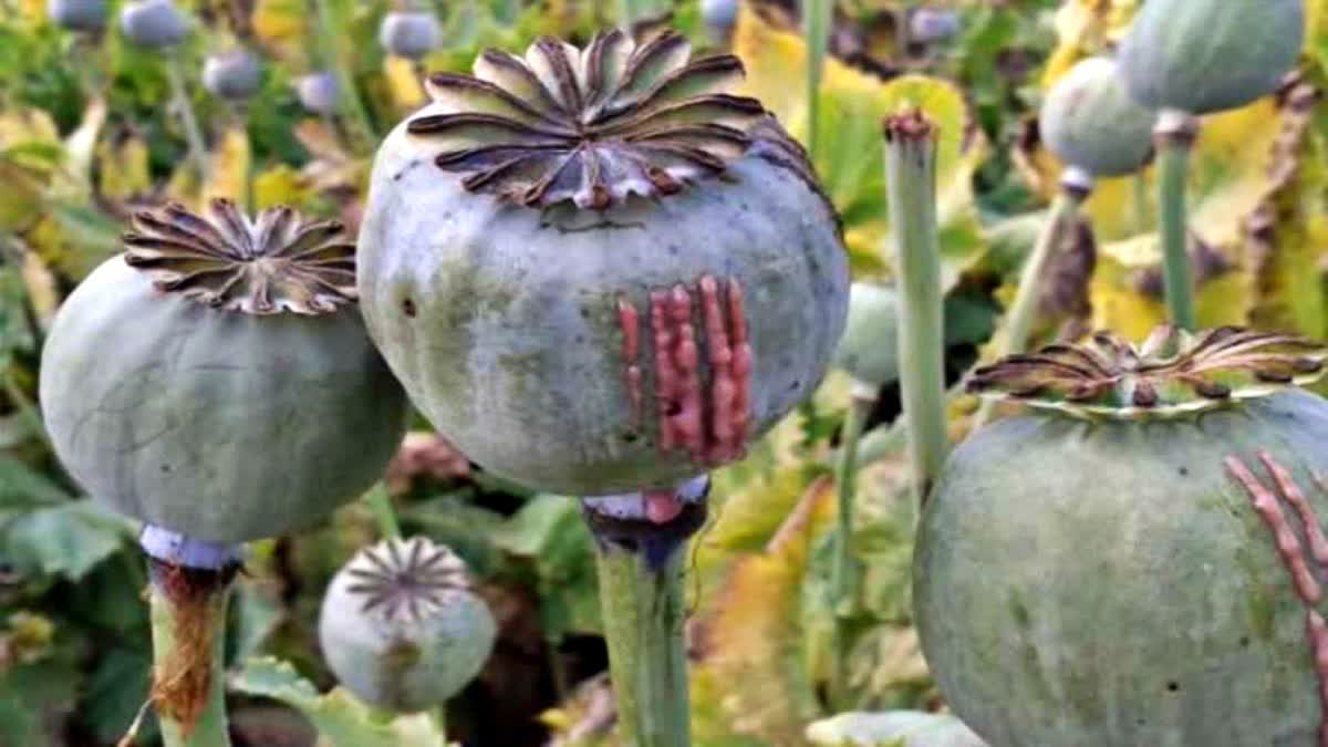 Opium recovered in Shimla