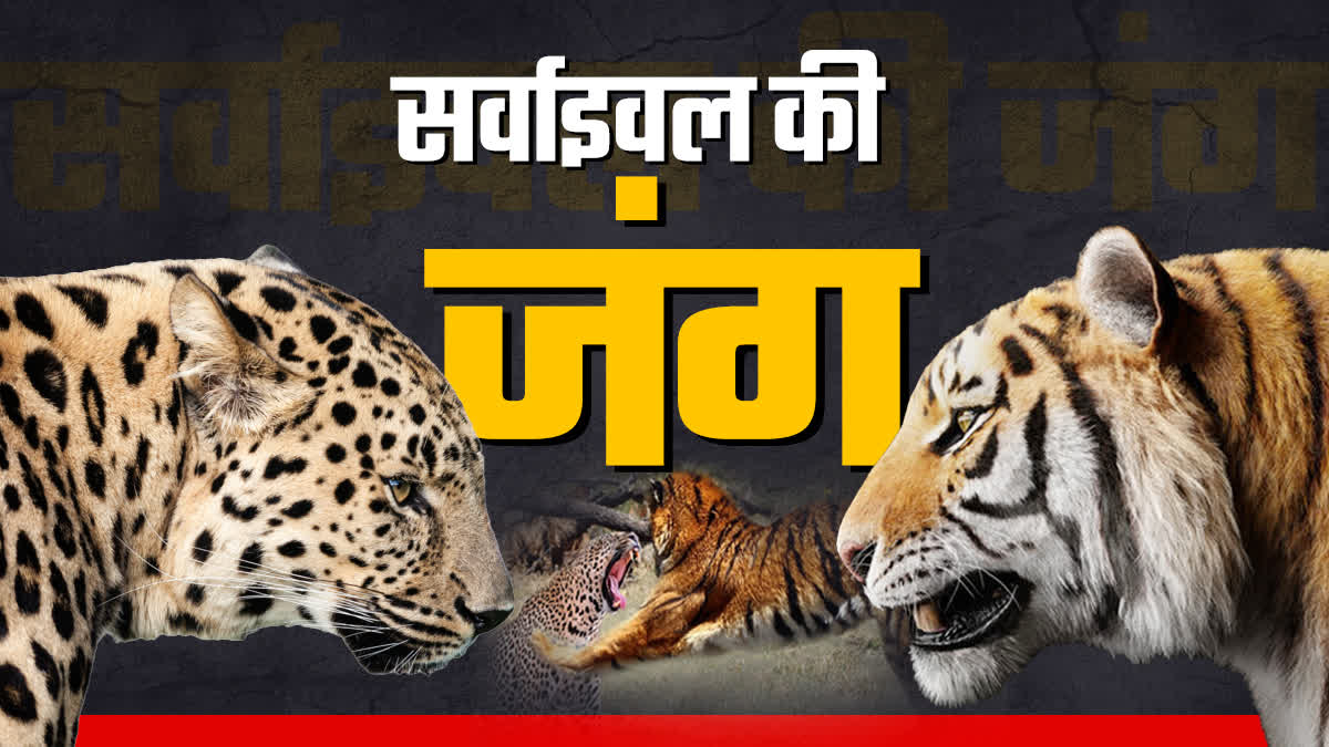 Number of tigers decreasing in Uttarakhand उ