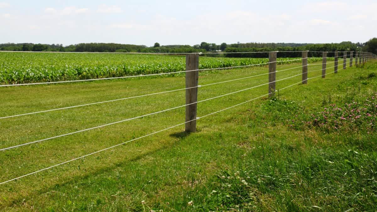 Farmers are troubled by electric wires in the fields