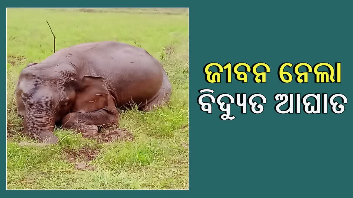Elephant's Electrocution Death