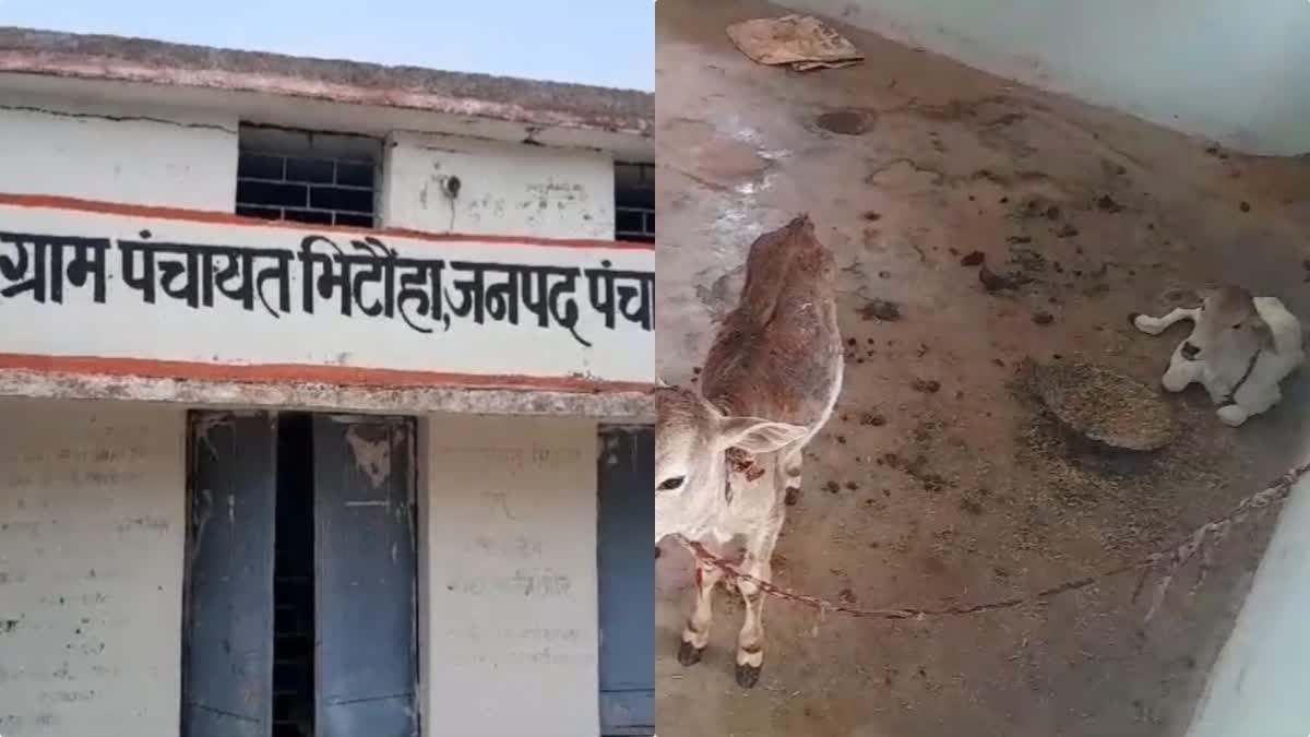 ANIMALS IN GRAM PANCHAYAT OFFICE