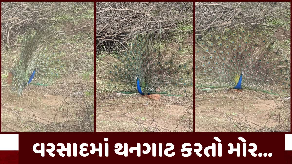 વરસાદી માહોલ વચ્ચે વર્ષા ઋતુની મોજ માણતો મોરલો