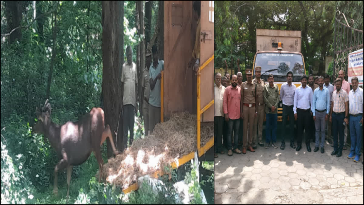 கடமான், வனத்துறை அதிகாரிகள்