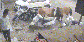 Bull War In Kota