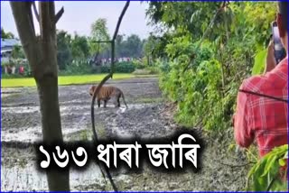 TIGER SCARE IN NAGAON