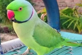 parrot-keeping-law in-india-rule-punishment imprisonment-fine-detail-in-hindi