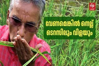 മട്ടുപ്പാവ് കൃഷി  മട്ടുപ്പാവിൽ നെല്ല് കൃഷി  RICE CULTIVATED IN TERRACE  CULTIVATION ON THE TERRACE