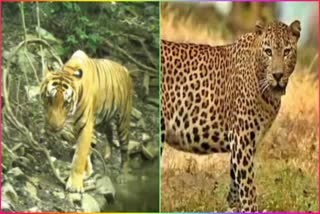 Two_Tigers_Migration_in_Velugonda_Forests