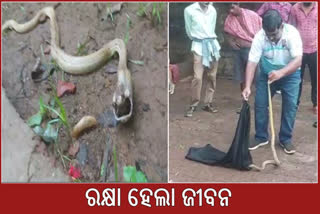 Snake Helpline Rescue Cobra