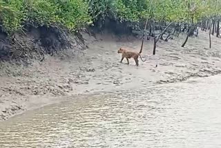 Royal Bengal Tiger in Sunderbans